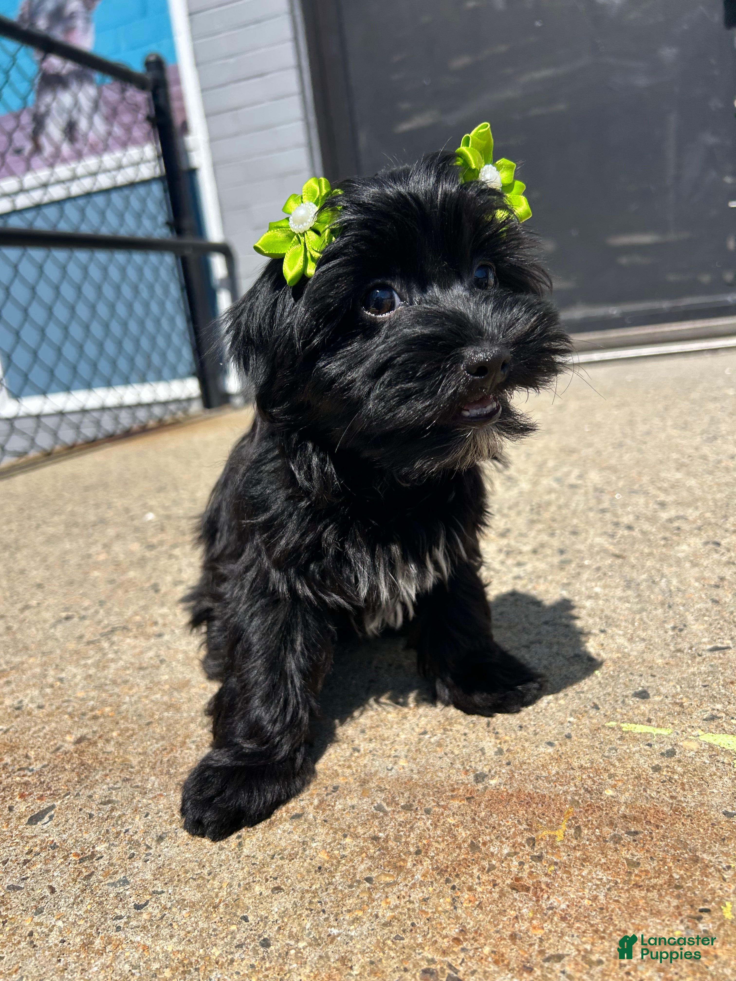 Yorkiepoo dogs Yorkiepoo 4 - Ad 1