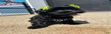 Yorkiepoo 4