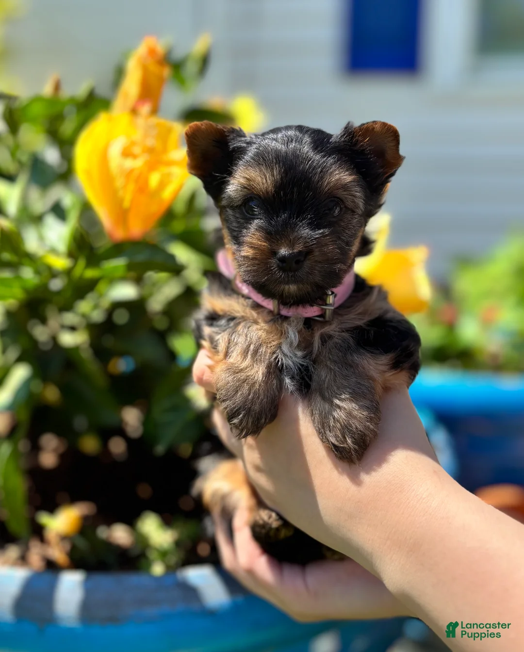 Mixed Breed dogs for sale: Mixed Breed Puppy 2 - Ad 2