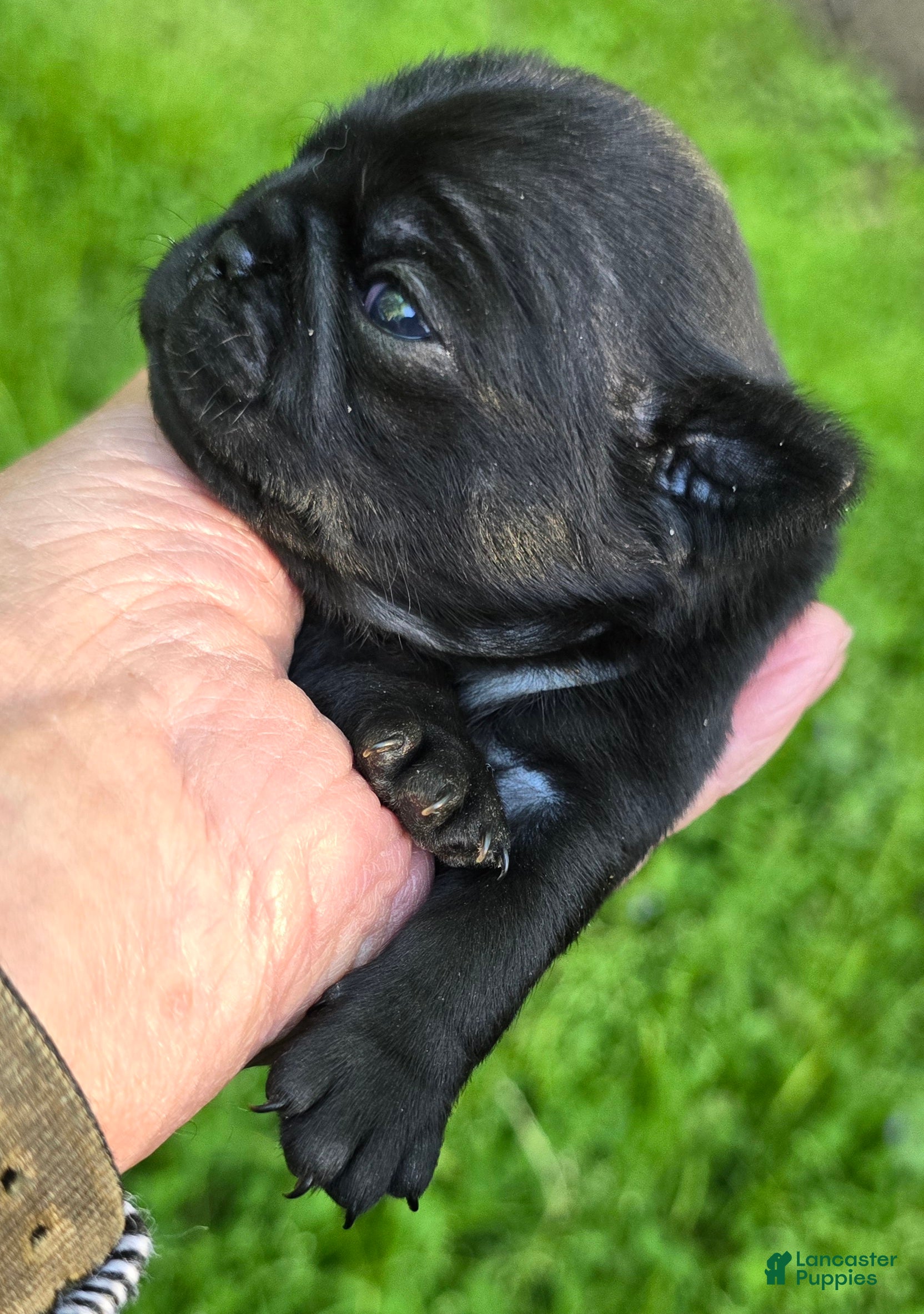 Pug dogs Brandy - Ad 2