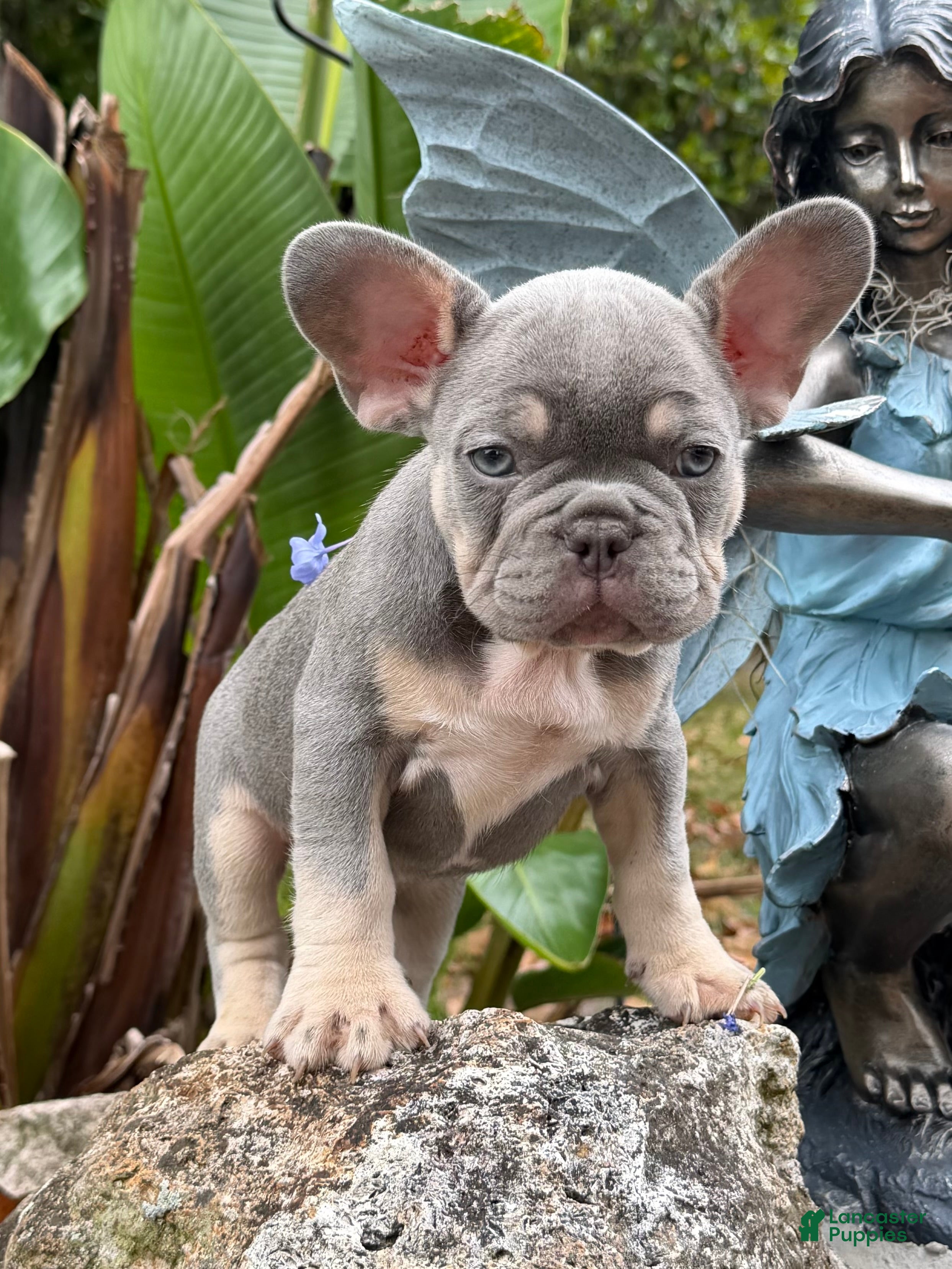 French Bulldog dogs French Bulldog Puppy 2 - Ad 6