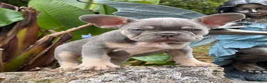 French Bulldog Puppy 2