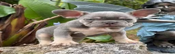 French Bulldog dogs for sale: French Bulldog Puppy 2 - Ad 1
