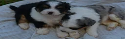 Aussiedoodle dogs for sale: Steak - Ad 11