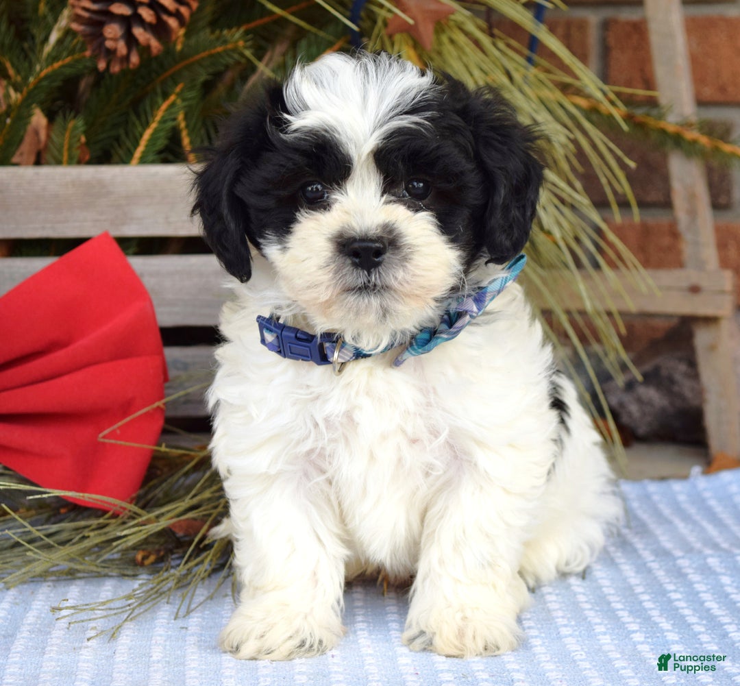 Teddy Bear dogs for sale: Bear - Ad 3