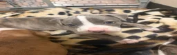 Mixed Breed dogs for sale: Mixed Breed 2 - Ad 4