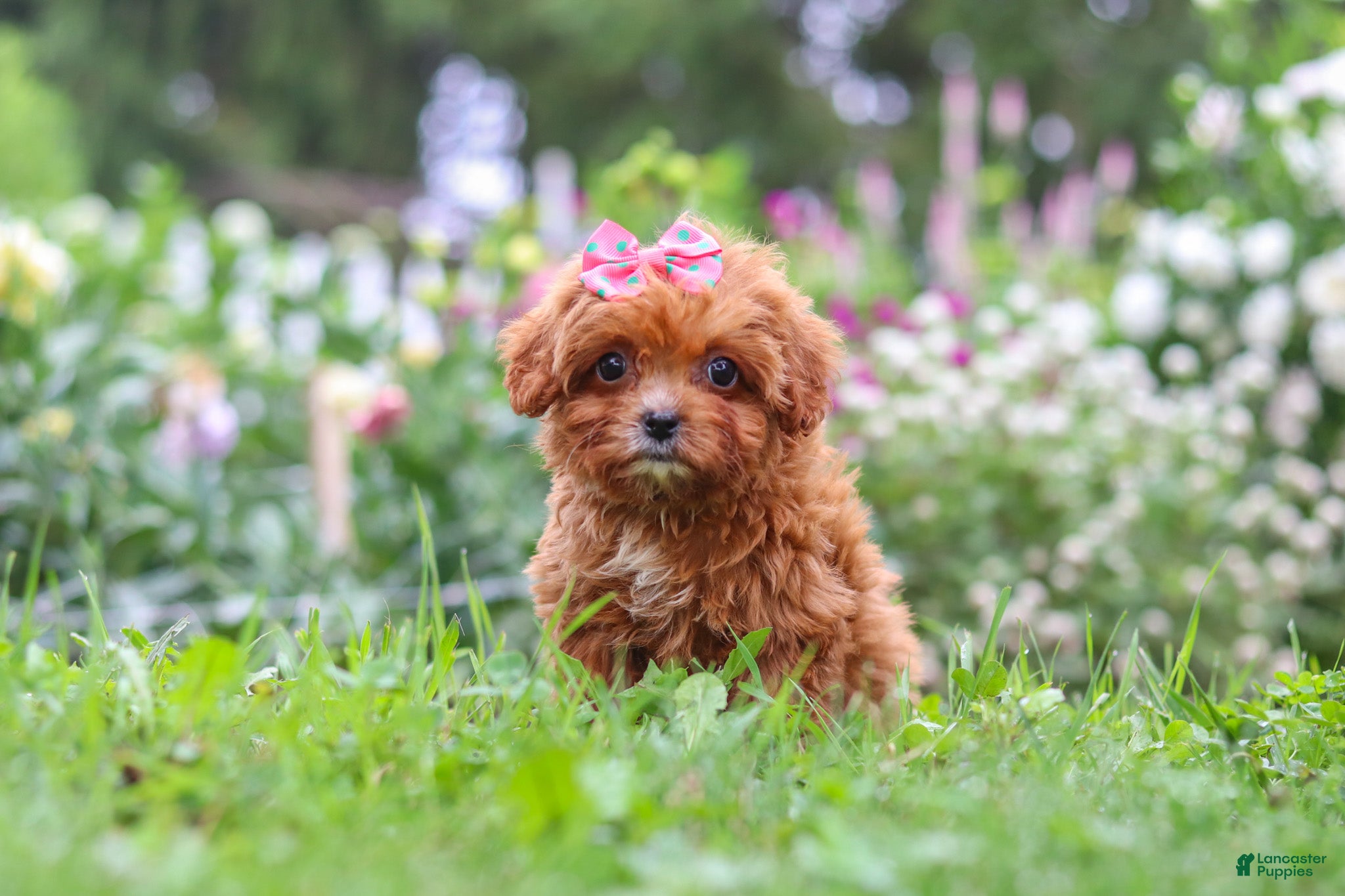 Cavapoo dogs Brielle - Ad 2