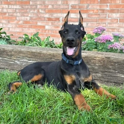 Doberman Pinscher dogs Amika - Ad 2