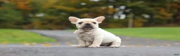 French Bulldog dogs for sale: Aspen - Ad 6