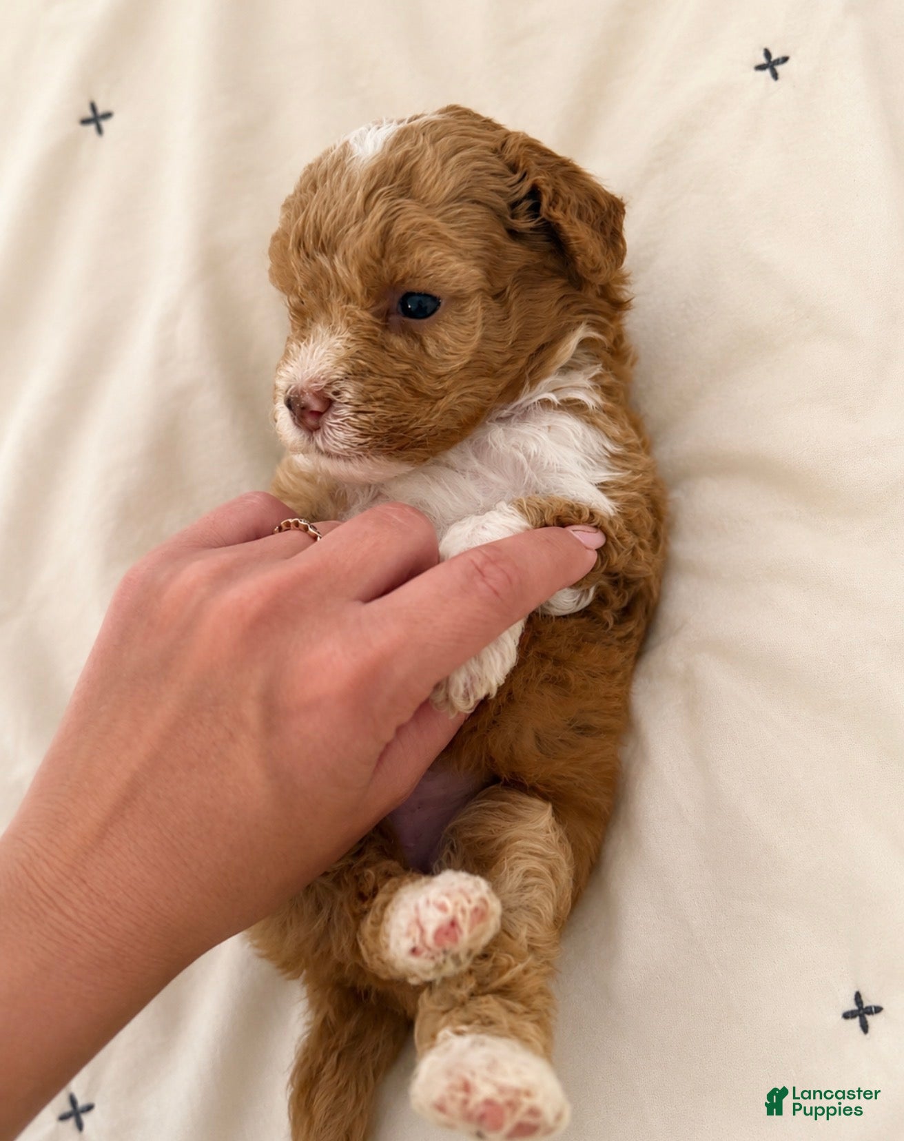 Miniature Poodle dogs Finn - Ad 2