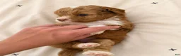 Miniature Poodle dogs for sale: Finn - Ad 2