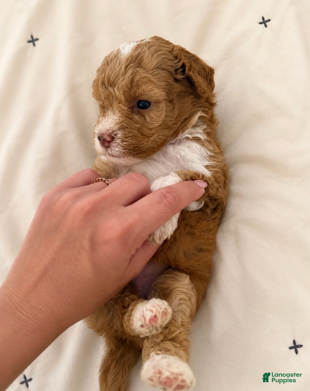 Miniature Poodle dogs for sale: Finn - Ad 2