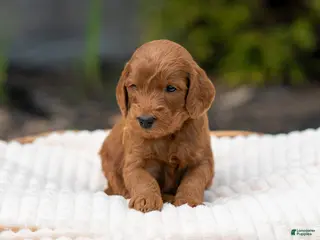 Irish Doodle dogs for sale: Yellow Collar - “Novak” - Ad 1