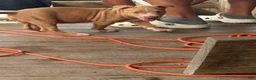 American Bully dogs for sale: American Bully 2 - Ad 2