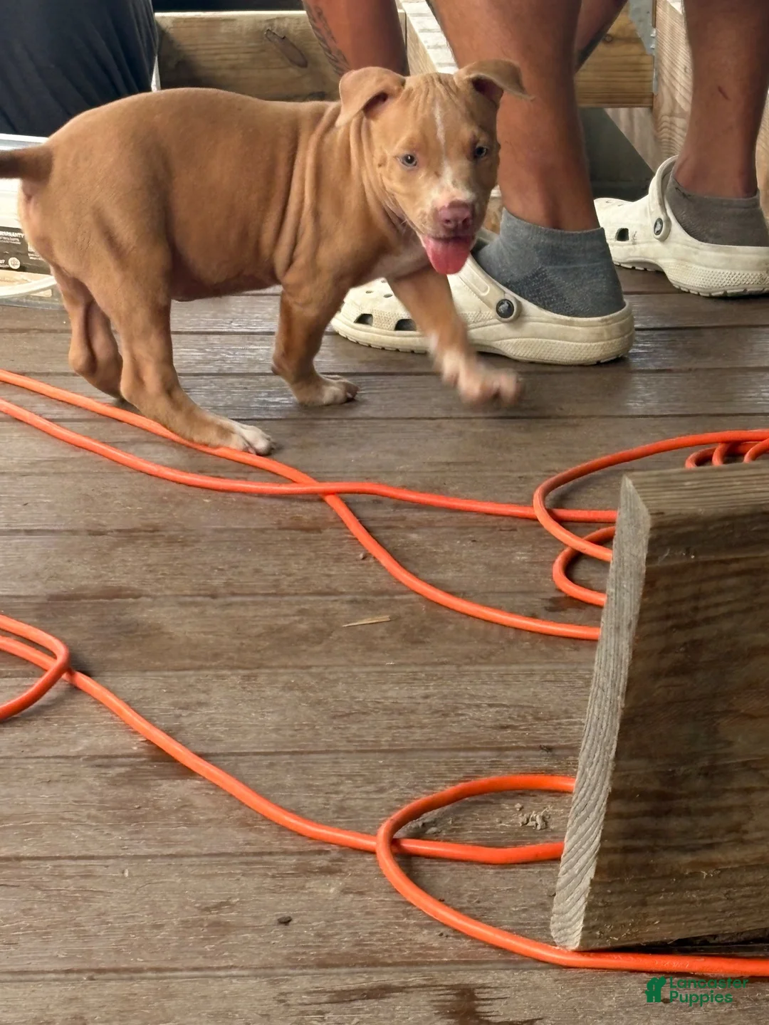 American Bully dogs for sale: American Bully 2 - Ad 2