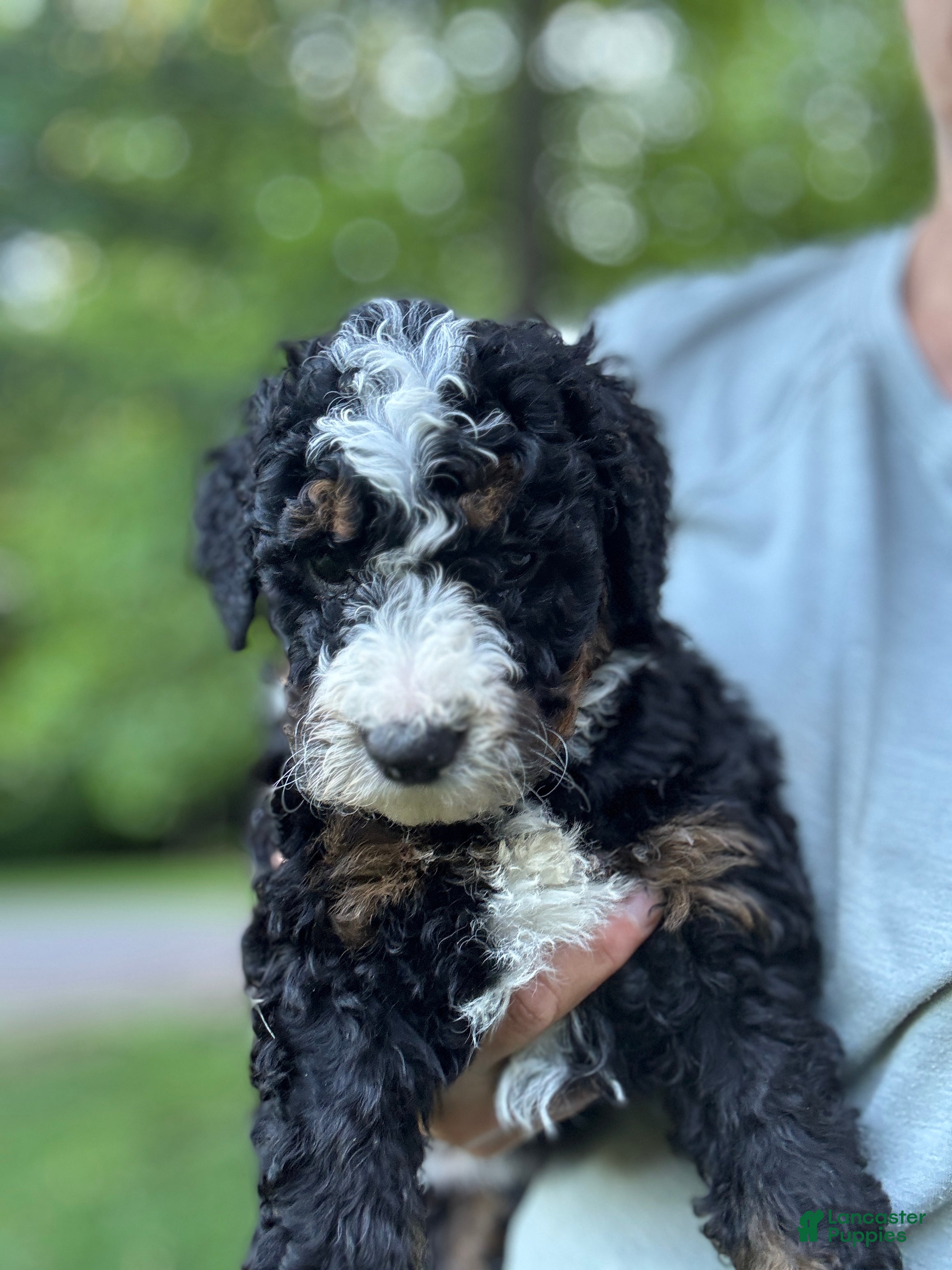 Mini Bernedoodle dogs for sale: Roxie - Ad 5