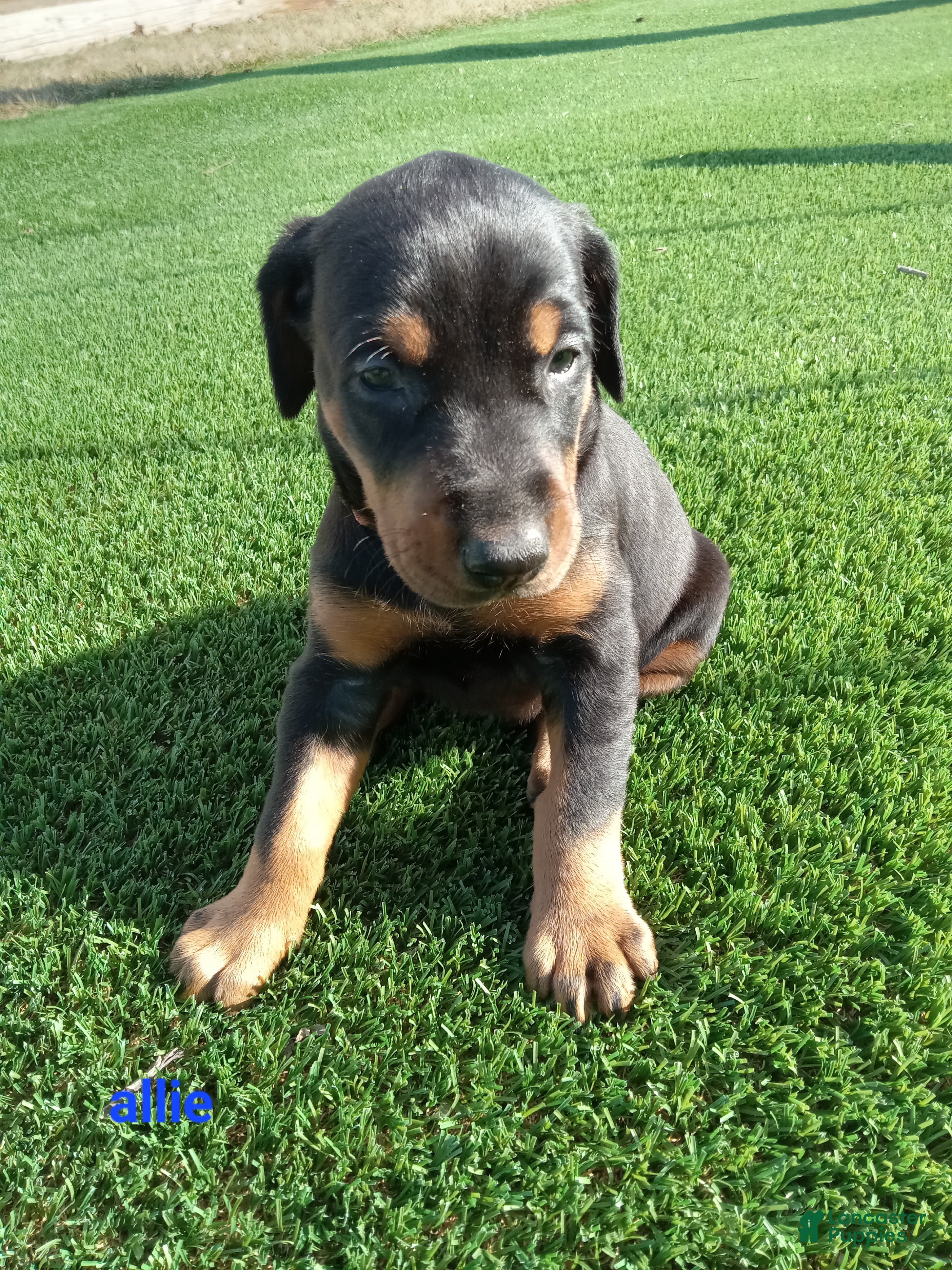 Doberman Pinscher dogs Allie - Ad 1