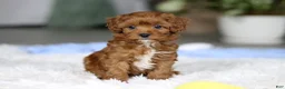 Cavapoo dogs for sale: Tiny Teddy - Ad 6