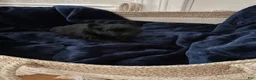 Pomeranian dogs for sale: Loom  - Ad 9