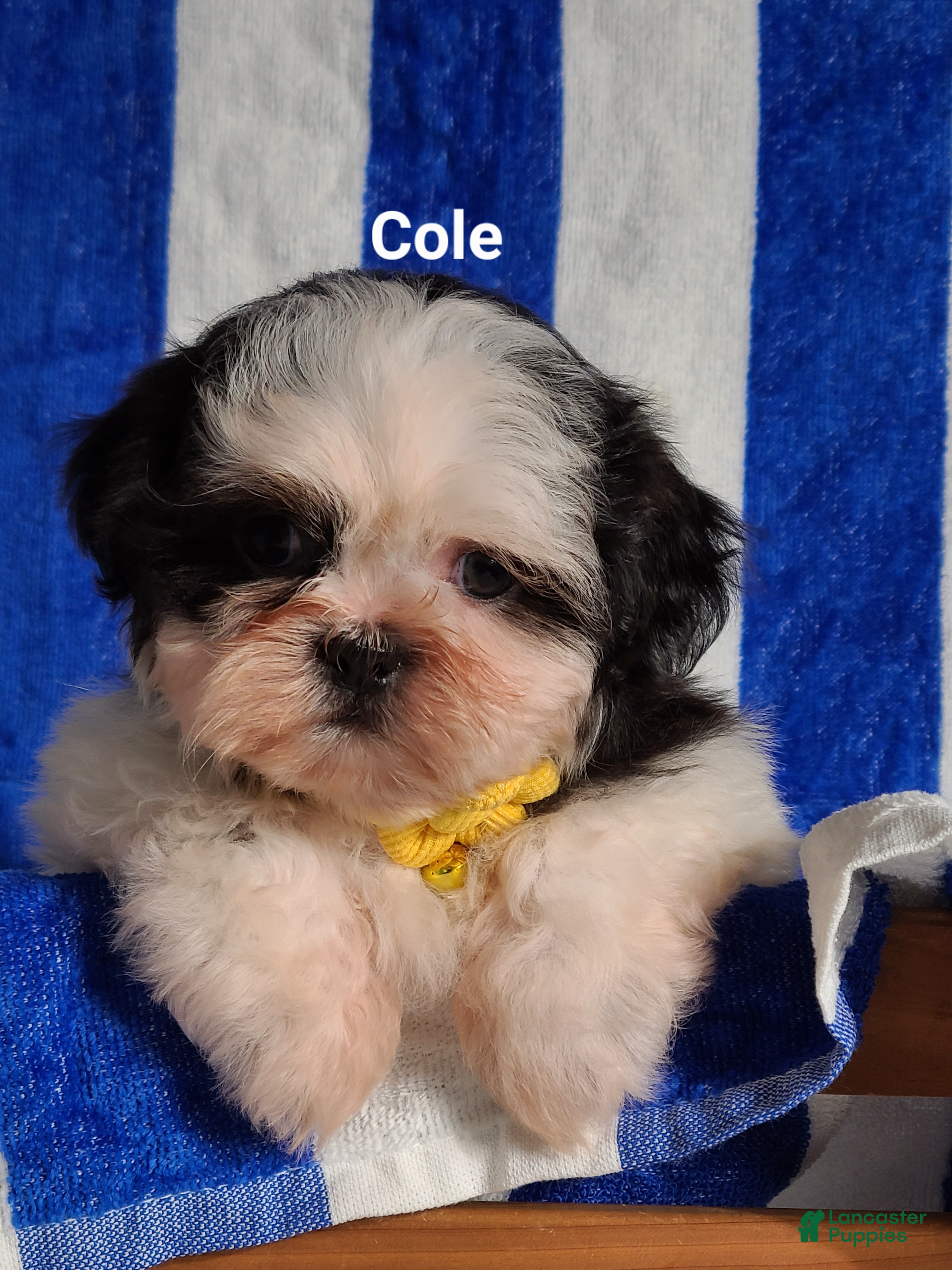 Shih Tzu dogs Cole  - Ad 2