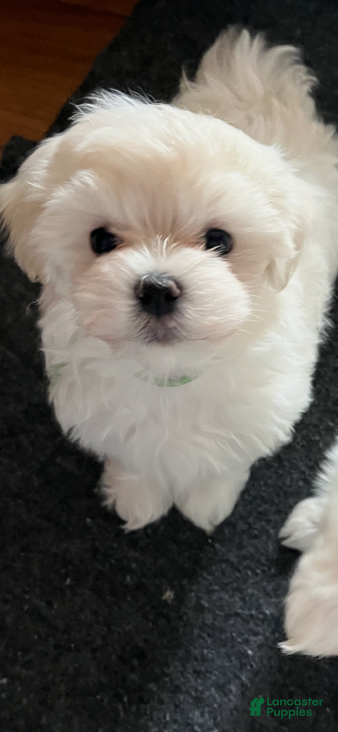 Maltese dogs Maltese Puppy 2 - Ad 40