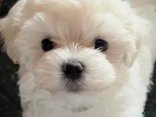 Maltese dogs Maltese Puppy 2 - Ad 40