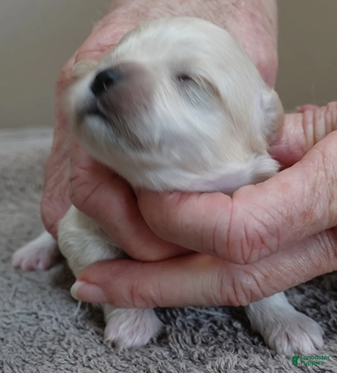 Maltipoo dogs for sale: Dex - Ad 1