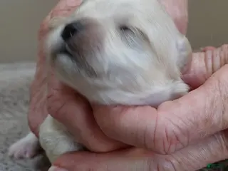 Maltipoo dogs Dex - Ad 22