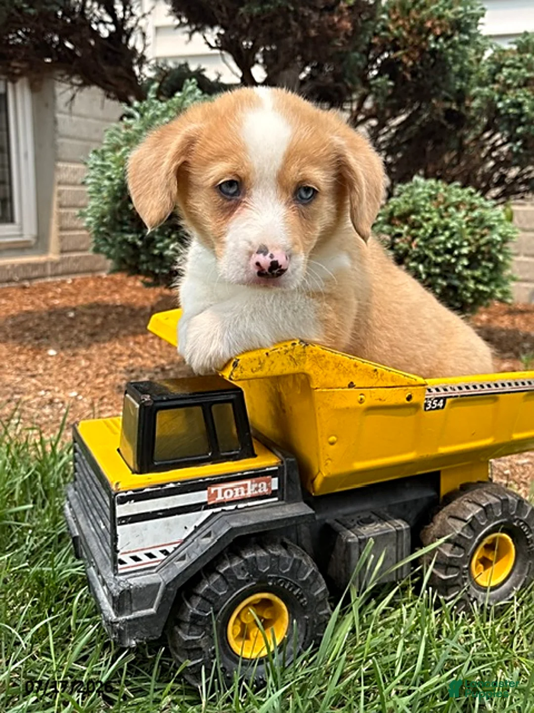Welsh Corgi Pembroke dogs for sale: Gilbert blue eyes - Ad 1