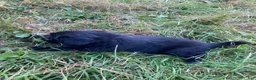 Newfoundland dogs for sale: Scarlet - Ad 14