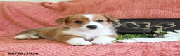 Welsh Corgi Pembroke dogs for sale: Callie - Ad 5