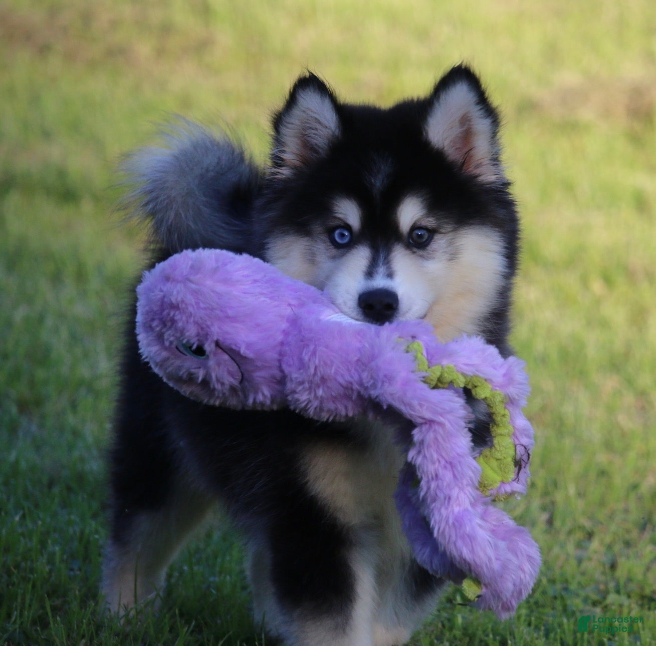Pomsky dogs Major - Ad 1