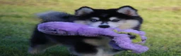Pomsky dogs for sale: Major - Ad 1
