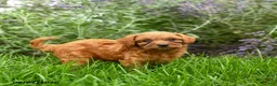 Miniature Poodle dogs for sale: Tucker - Ad 9