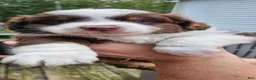 Miniature Australian Shepherd dogs for sale: Miniature Australian Shepherd 2 - Ad 4