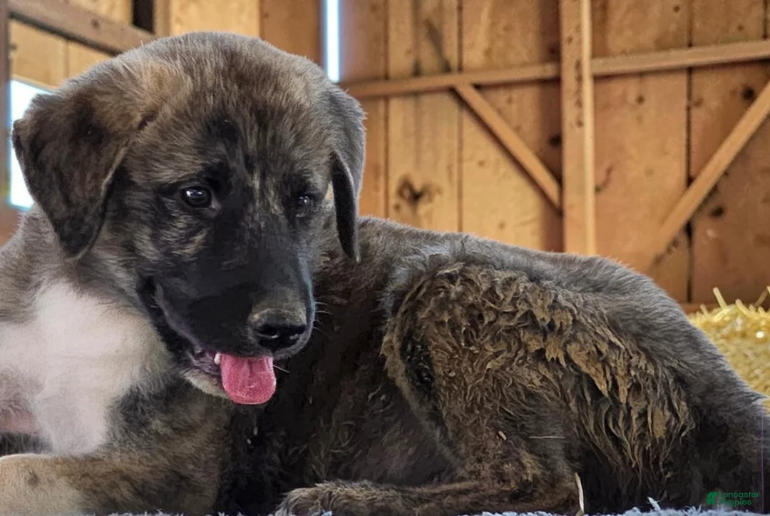 Anatolian Shepherd dogs for sale: Aspen 2026 Male 4 - Ad 2