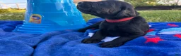 Mixed Breed dogs for sale: Cliff - Ad 4
