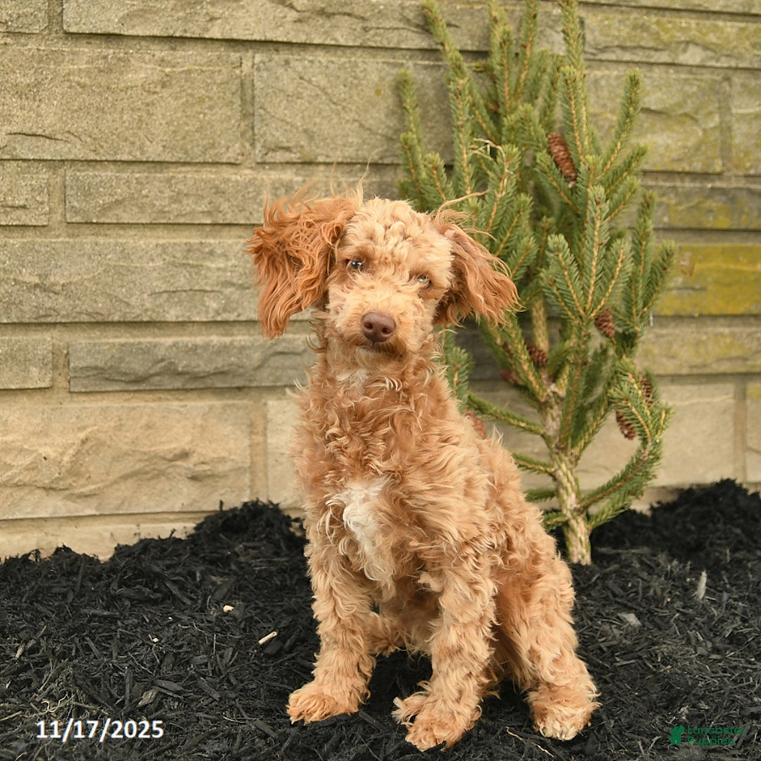 Toy Poodle dogs for sale: Sloane House Raised - Ad 3