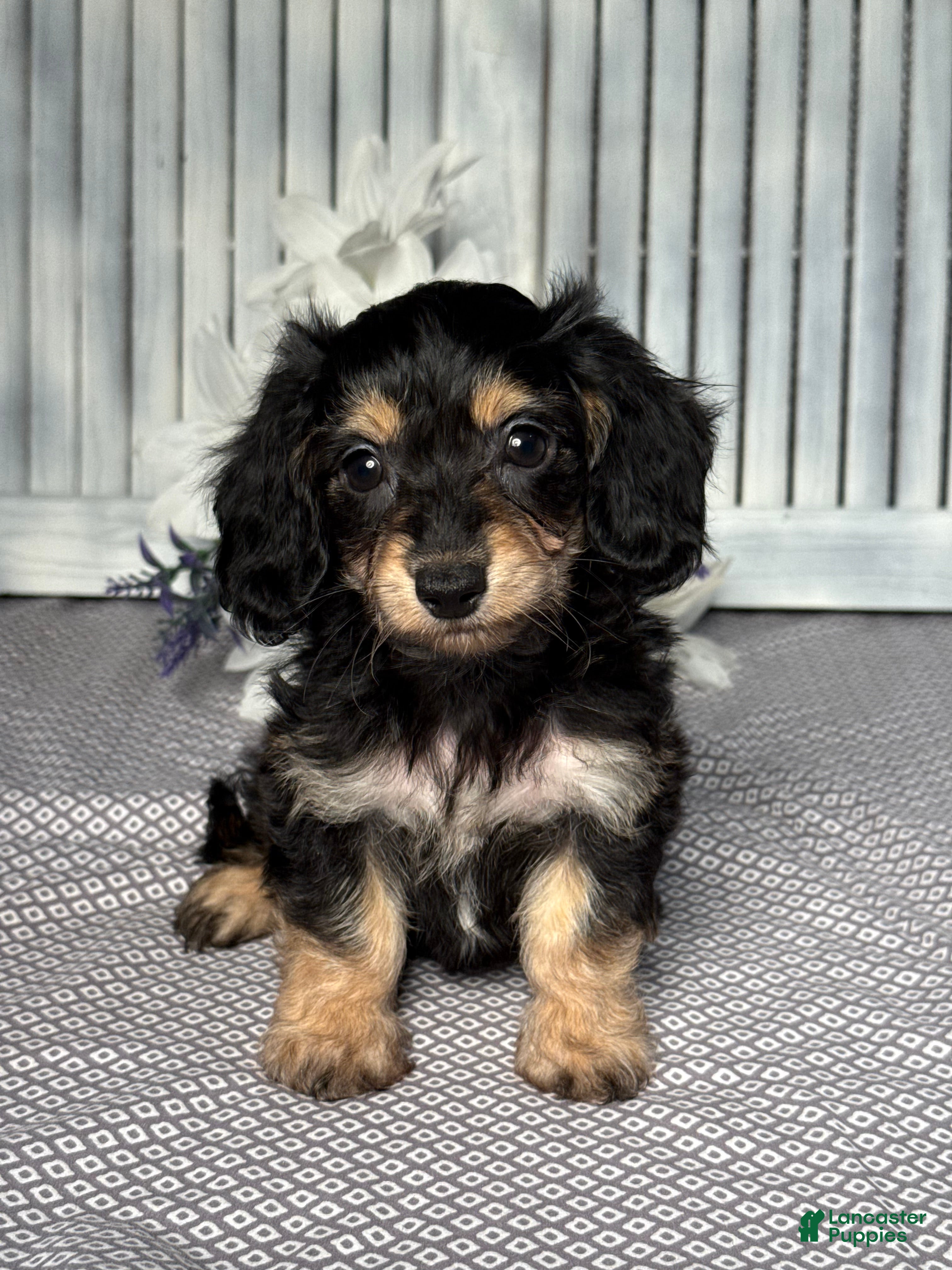 Mixed Breed dogs for sale: Amber - Ad 1