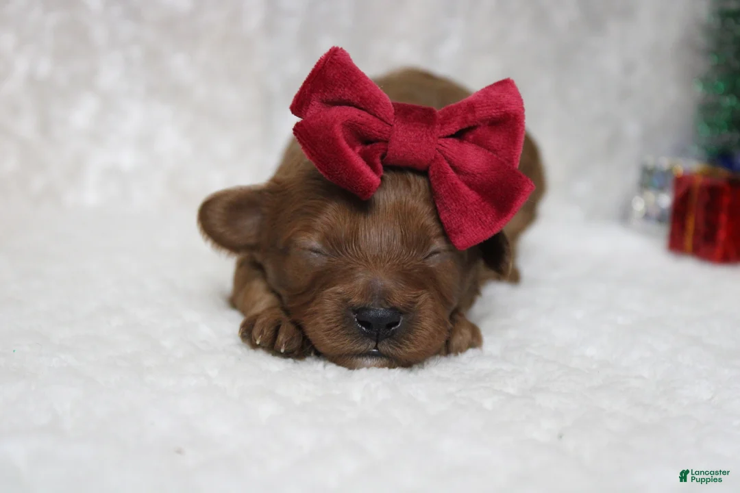 Cavapoo dogs for sale: Cinnamon  - Ad 9