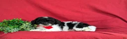 Bichpoo dogs for sale: Zeke - Ad 4