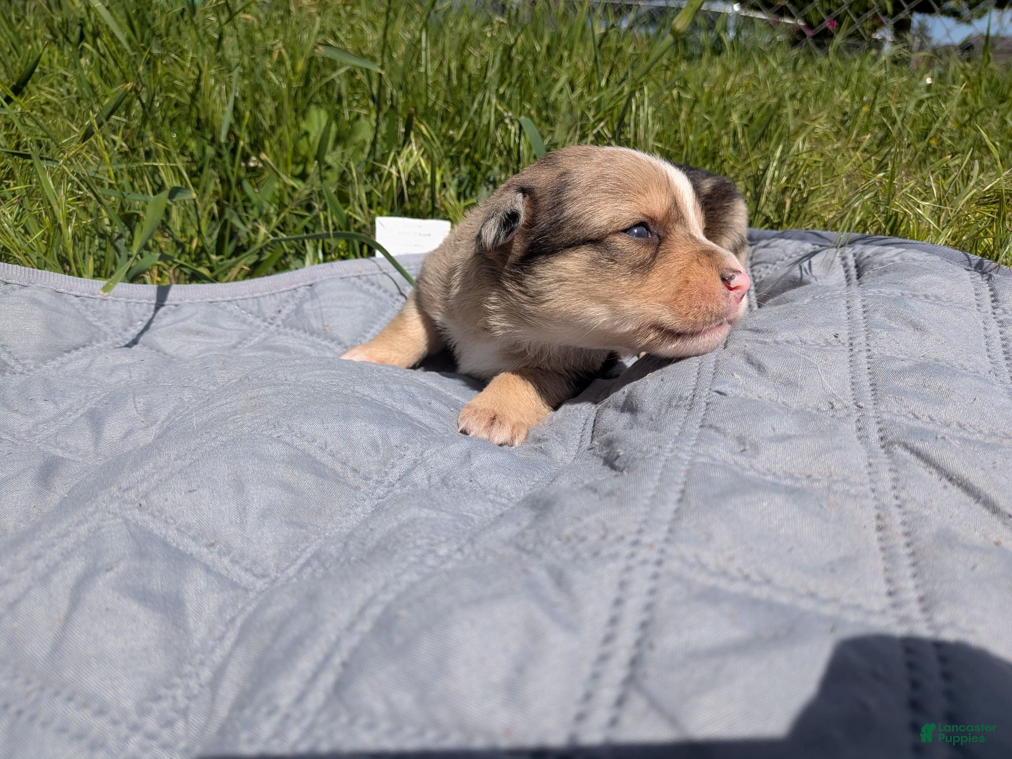 Mixed Breed dogs Orange collar Merle boy  - Ad 9