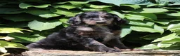 Irish Doodle dogs for sale: Megan - Ad 1