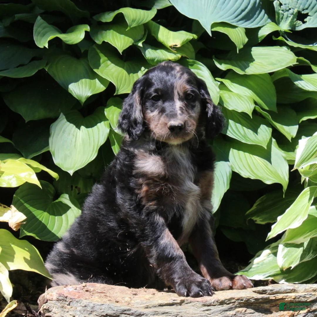 Irish Doodle dogs for sale: Megan - Ad 1