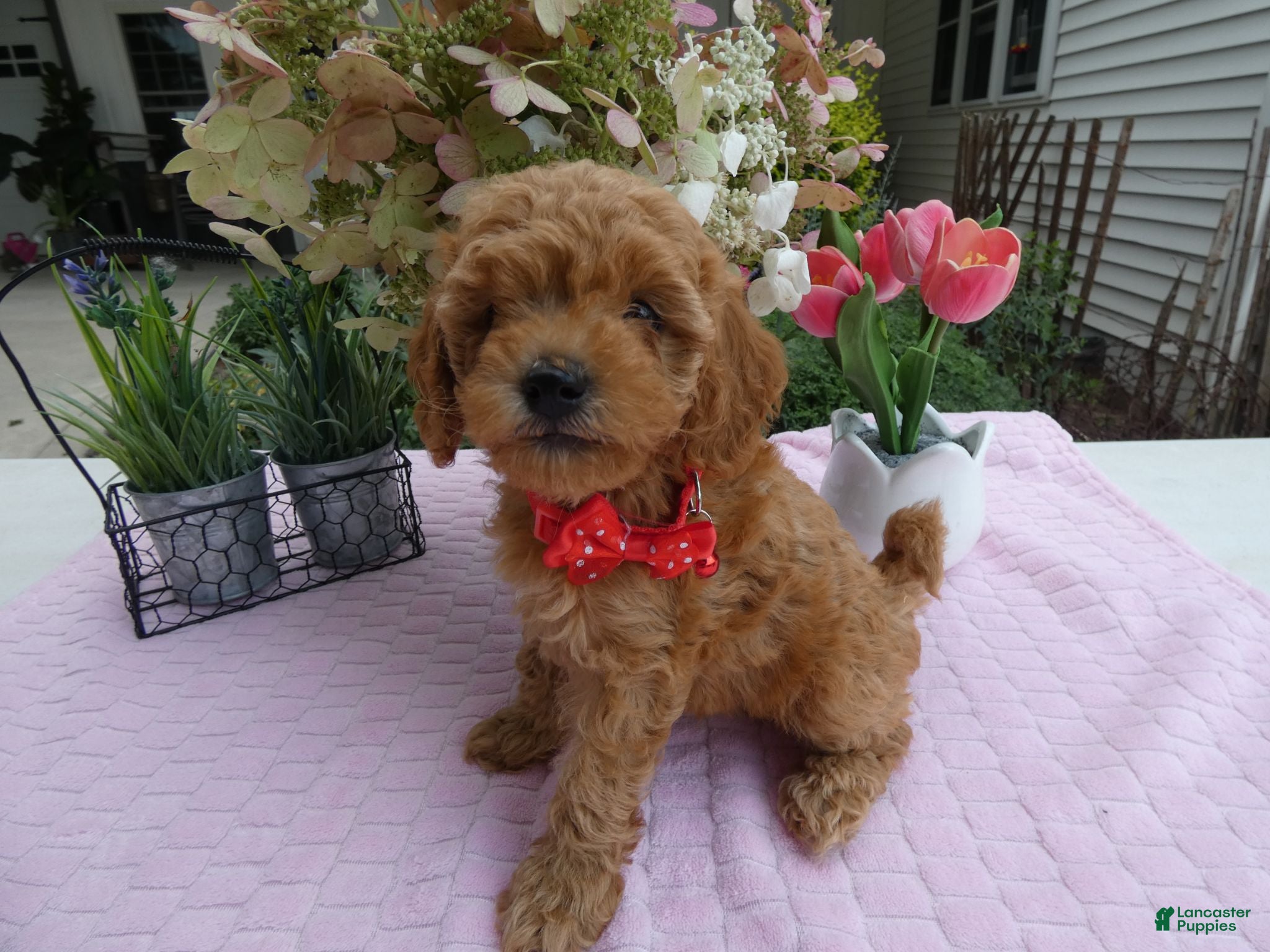 Toy Poodle dogs Toy Poodle 1 Milly - Ad 3