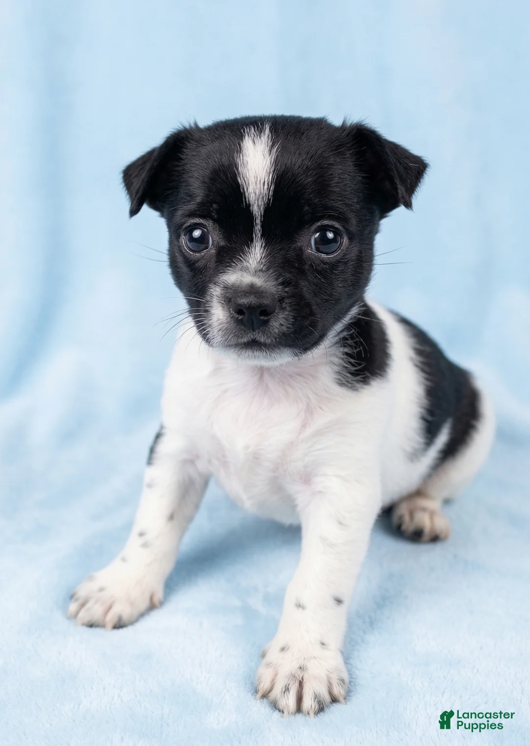 Mixed Breed dogs for sale: Duke - Ad 1