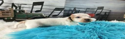 Dachshund dogs for sale: Nationwide delivery. Sugar pies white boy - Ad 8
