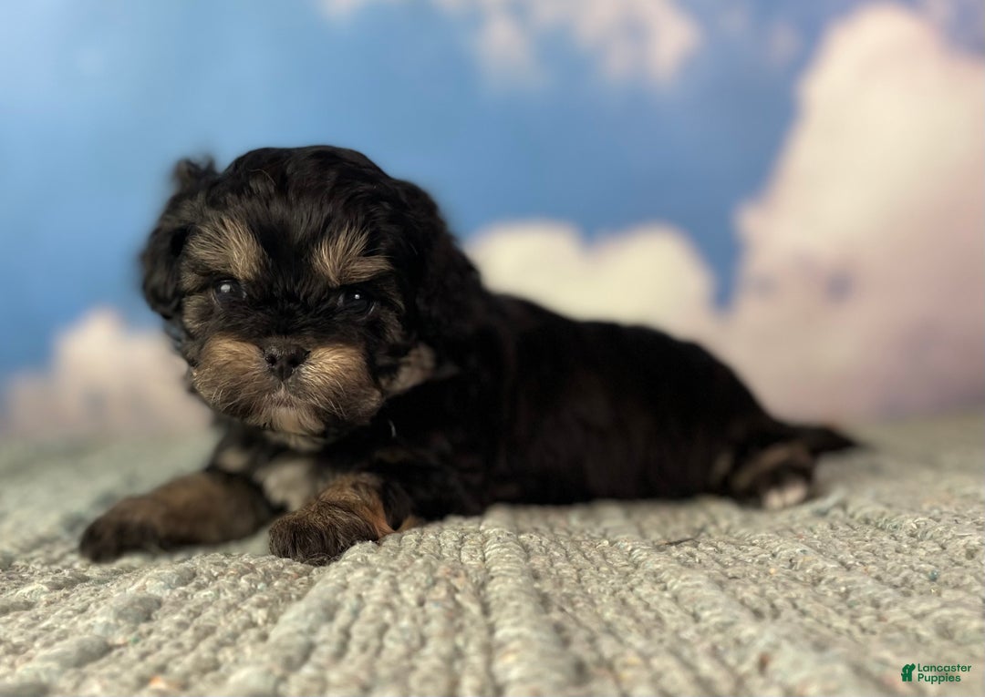 Mixed Breed dogs for sale: Maci - Ad 4