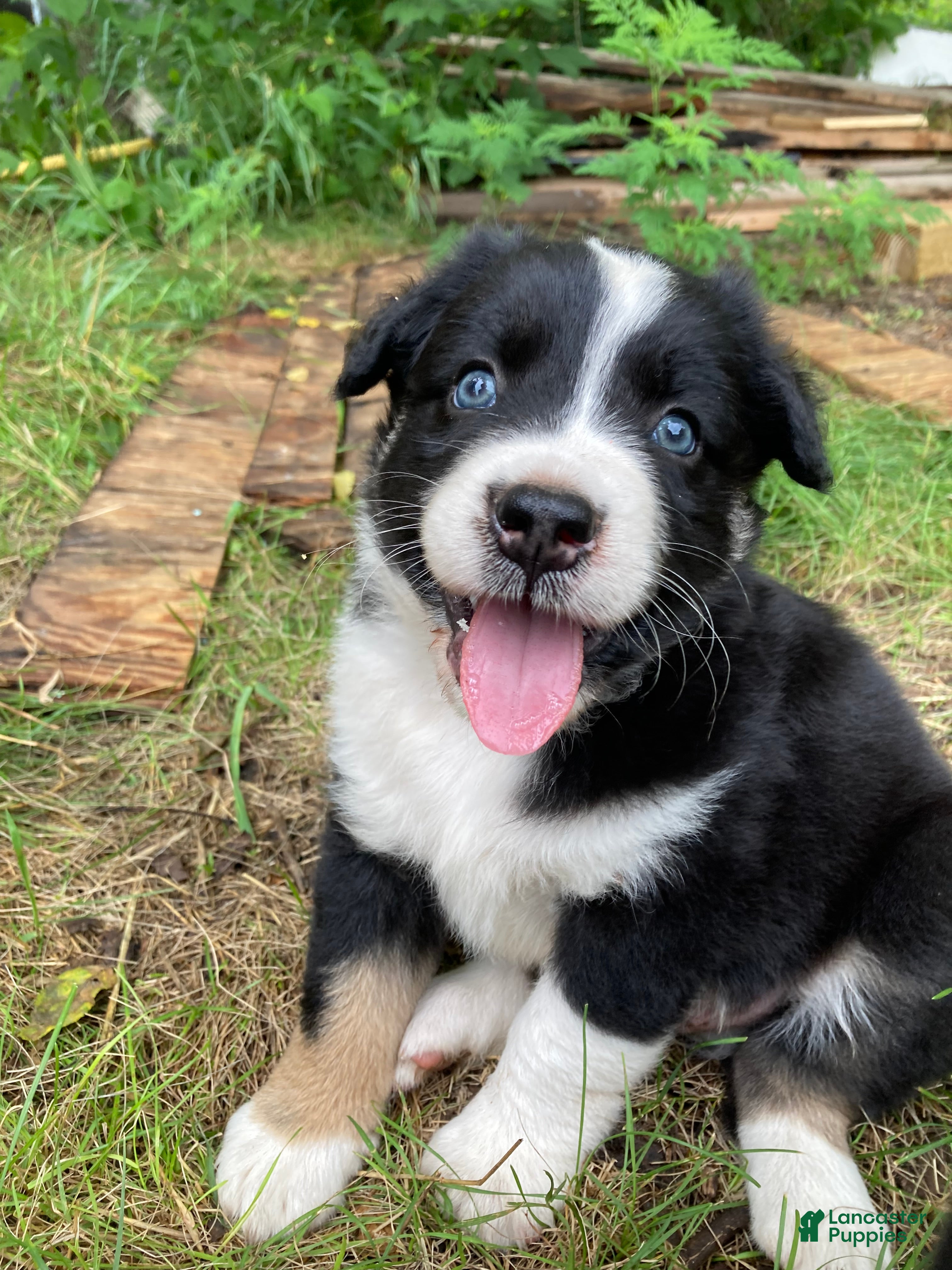 Australian Shepherd dogs for sale: Mr.T (Tommy) - Ad 1