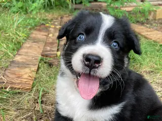 Australian Shepherd dogs Mr.T (Tommy) - Ad 25